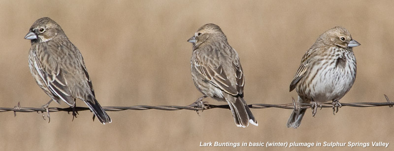 Lark Buntings